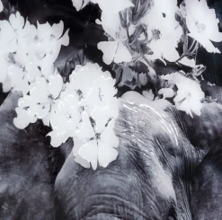 Hot COCO maison Flower Elephant Wanddecoratie Zwart, Grijs, Wit